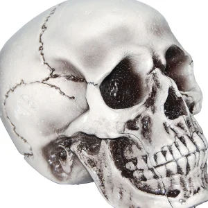 Beige Skull<Oriental Trading Hot