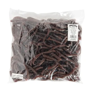 Oriental Trading Character Toys*Bulk 144 Pc. Realistic Earthworms