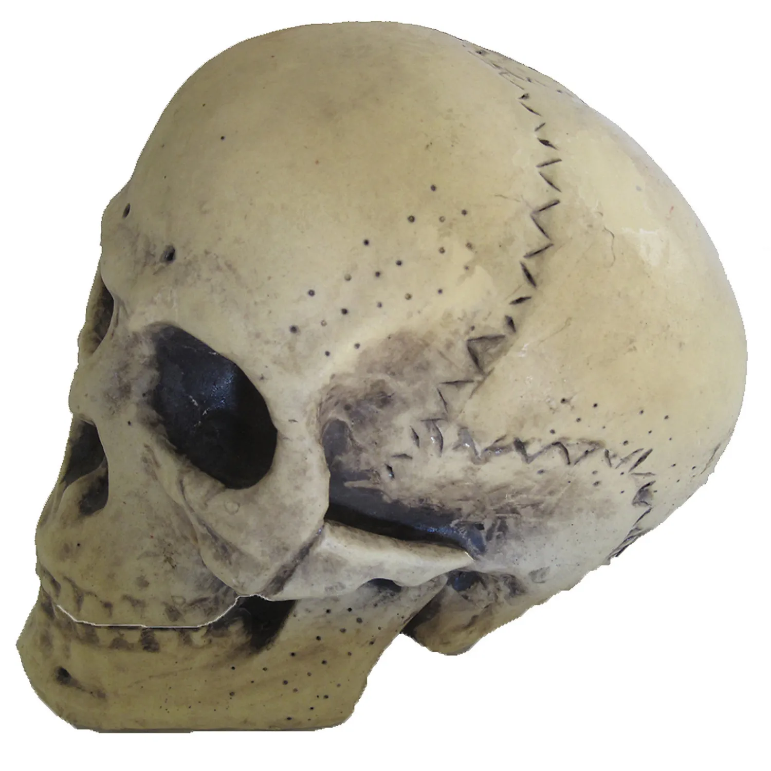 foam_skull_decoration_1.webp 9.5" Foam Skull Decoration<Oriental Trading Hot