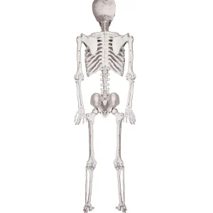 5 Ft. Skeleton Pose & Hold Halloween Decoration<Oriental Trading Online