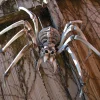 Giant Spider Skeleton Halloween Decoration<Oriental Trading Online