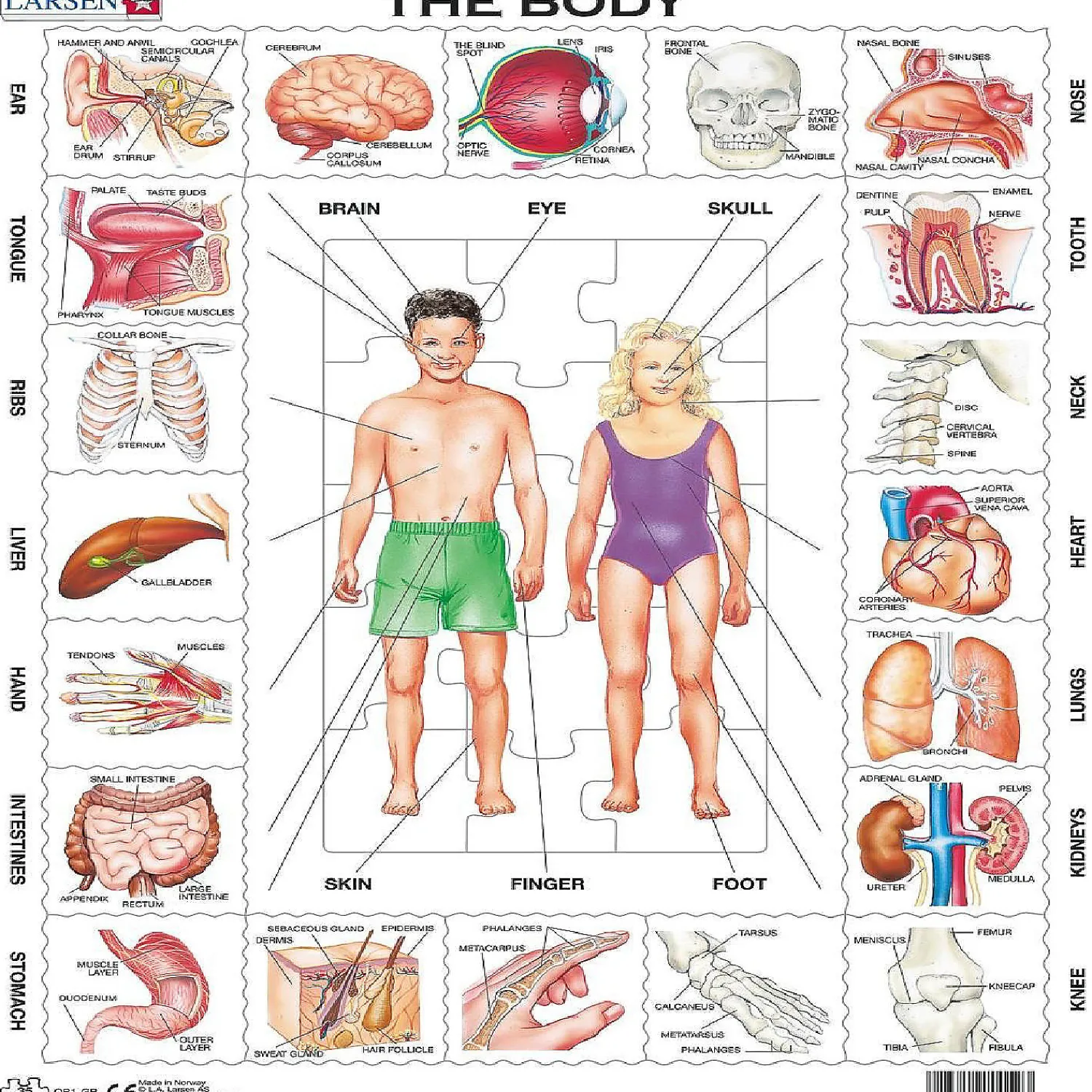 larsen_the_body__piece_ch_0.webp Oriental Trading Puzzles*Larsen The Body 35 Piece Children's Educational Jigsaw Puzzle