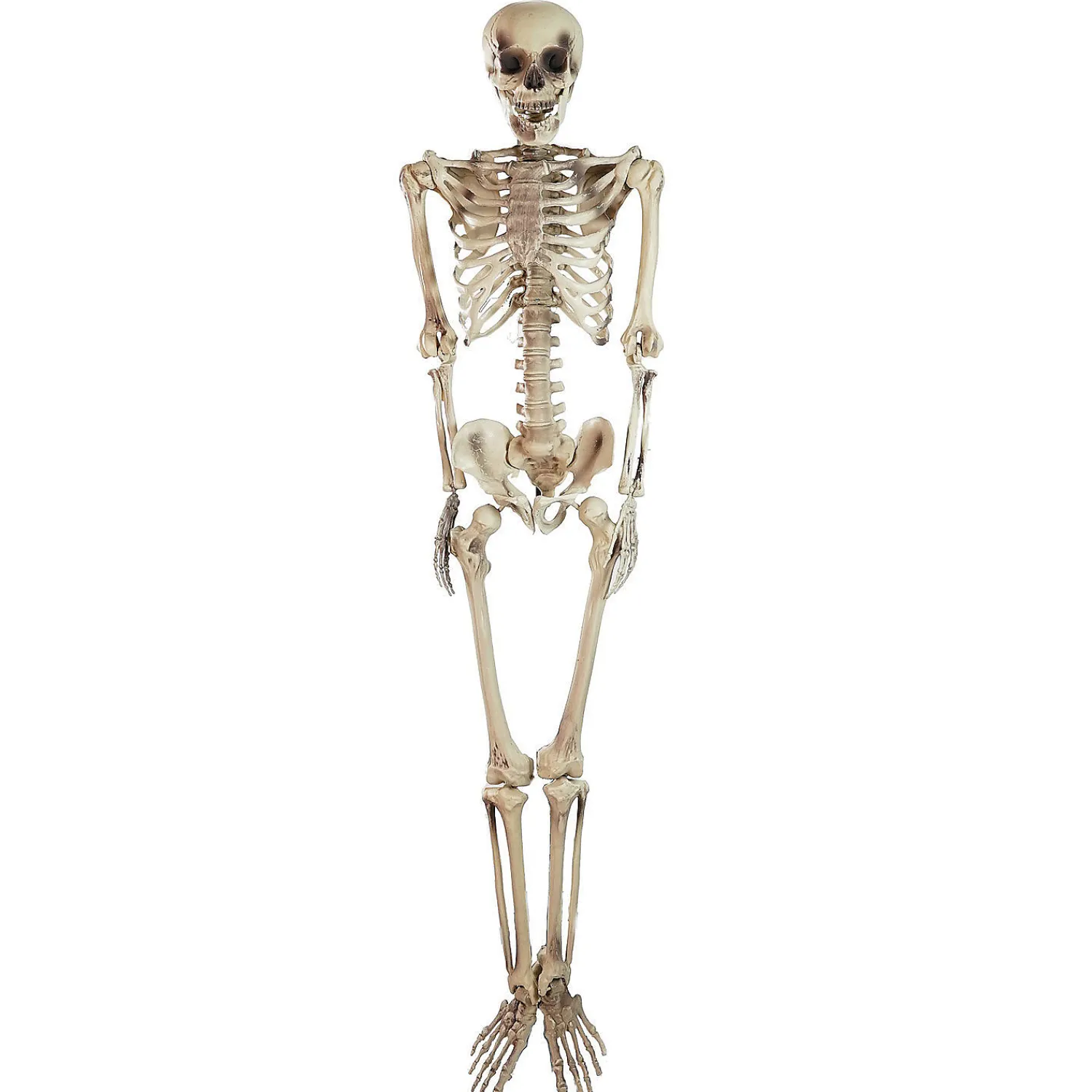 northlight__life_size_ske_0.webp Northlight 5' Life Size Skeleton Halloween Decoration<Oriental Trading Clearance