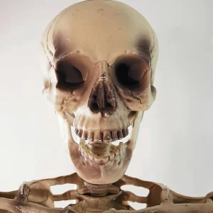 Northlight 5' Life Size Skeleton Halloween Decoration<Oriental Trading Clearance