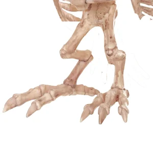 13.5" Owl Skeleton Decoration<Oriental Trading Hot
