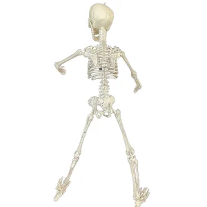 19" Poseable Skeleton Decoration<Oriental Trading Best