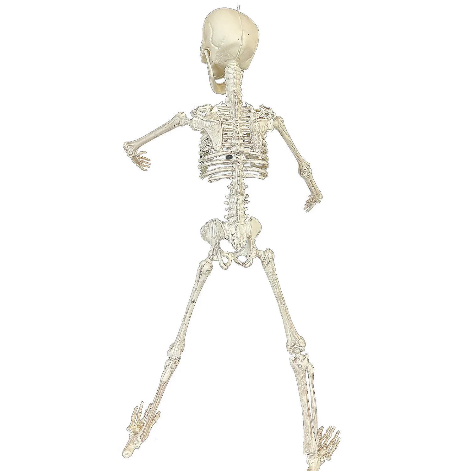 poseable_skeleton_decora_1.webp 19" Poseable Skeleton Decoration<Oriental Trading Best