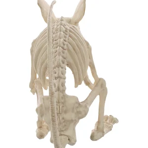 21.5" Rat Attack Skeleton Decoration<Oriental Trading New
