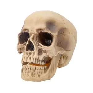 Realistic Rotting Skull Halloween Decoration<Oriental Trading Sale
