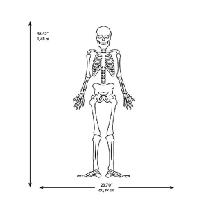 Roommates Skeleton Glow In The Dark Peel And Stick Giant Wall Decals<Oriental Trading Best