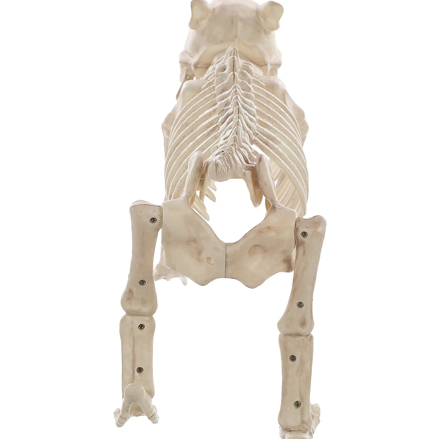 skeleton_bones_the_dog_pr_1.webp Skeleton Bones The Dog Prop<Oriental Trading Shop