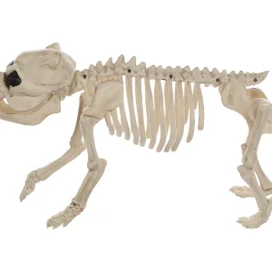 Skeleton Bones The Dog Prop<Oriental Trading Shop