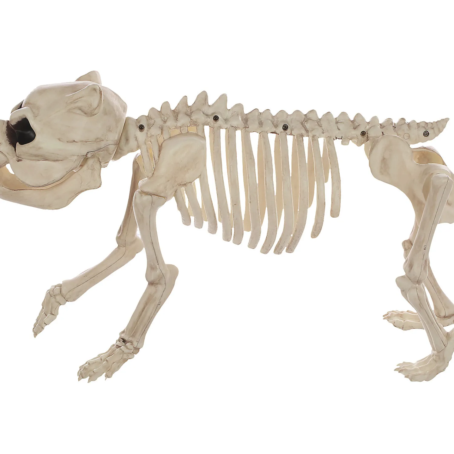 skeleton_bones_the_dog_pr_2.webp Skeleton Bones The Dog Prop<Oriental Trading Shop