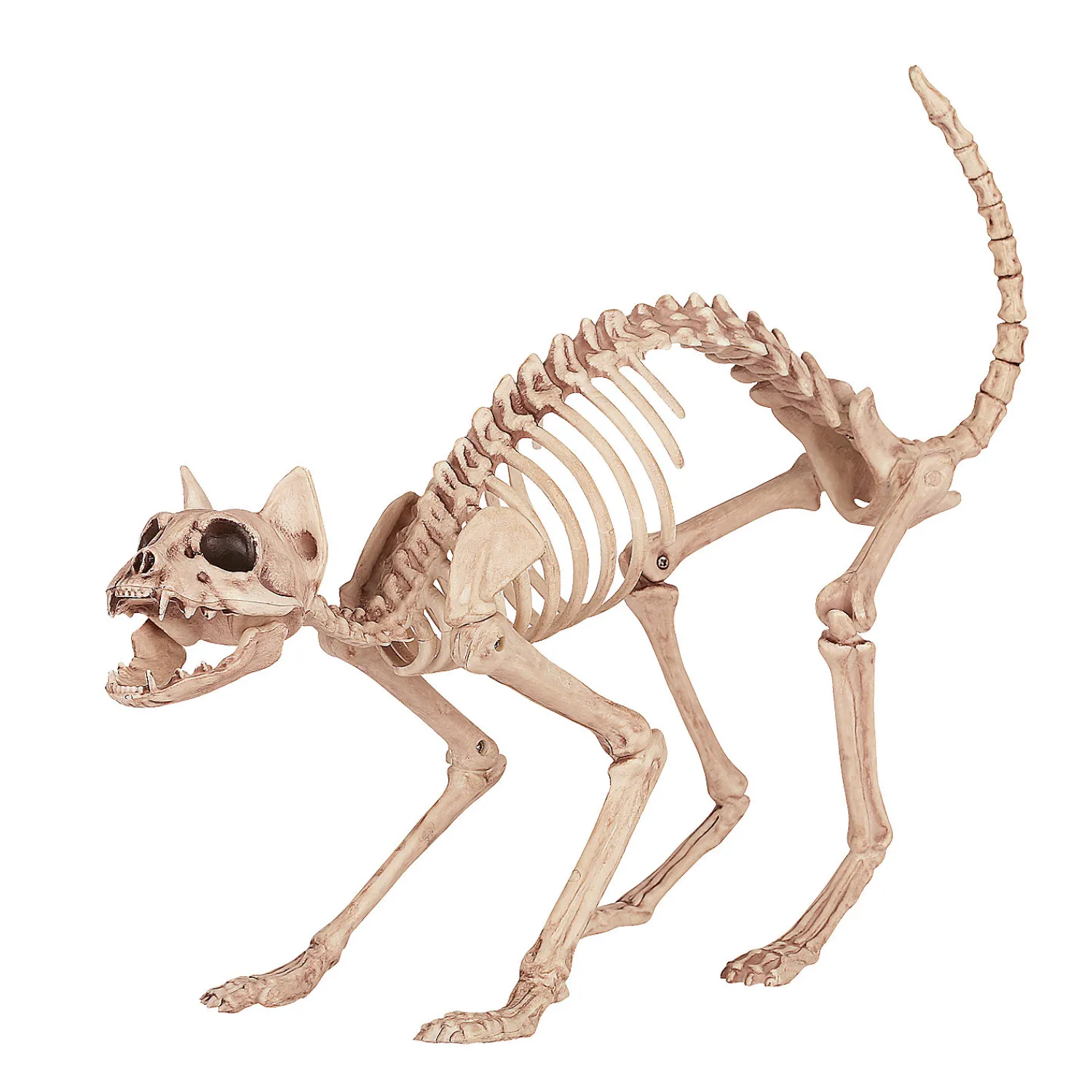 skeleton_cat_0.webp Skeleton Cat<Oriental Trading Outlet