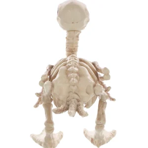 Skeleton Duck Decoration<Oriental Trading Flash Sale