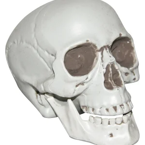 Skull With Moveable Jaw Halloween Decoration<Oriental Trading Sale