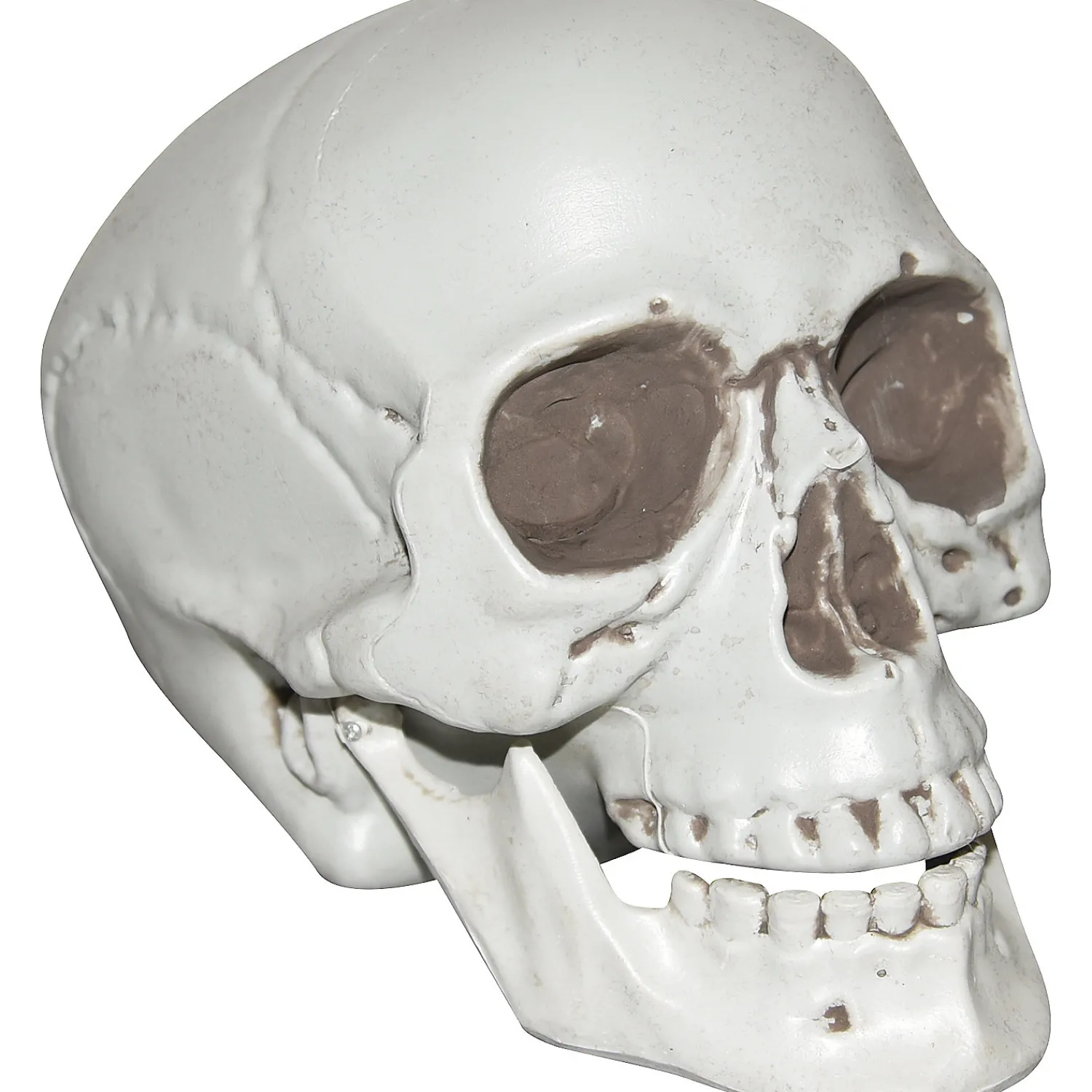 skull_with_moveable_jaw_h_0.webp Skull With Moveable Jaw Halloween Decoration<Oriental Trading Sale