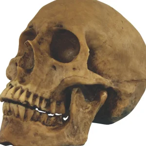 Small Skull Resin Cranium Halloween Decoration<Oriental Trading Sale