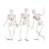 Stretchy Skeletons<Oriental Trading Hot