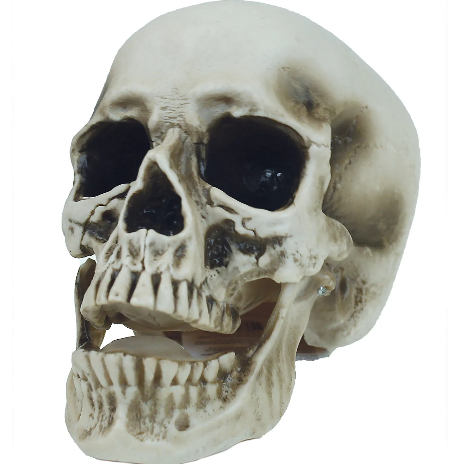 vinyl_skull_decoration_0.webp Vinyl Skull Decoration<Oriental Trading Discount