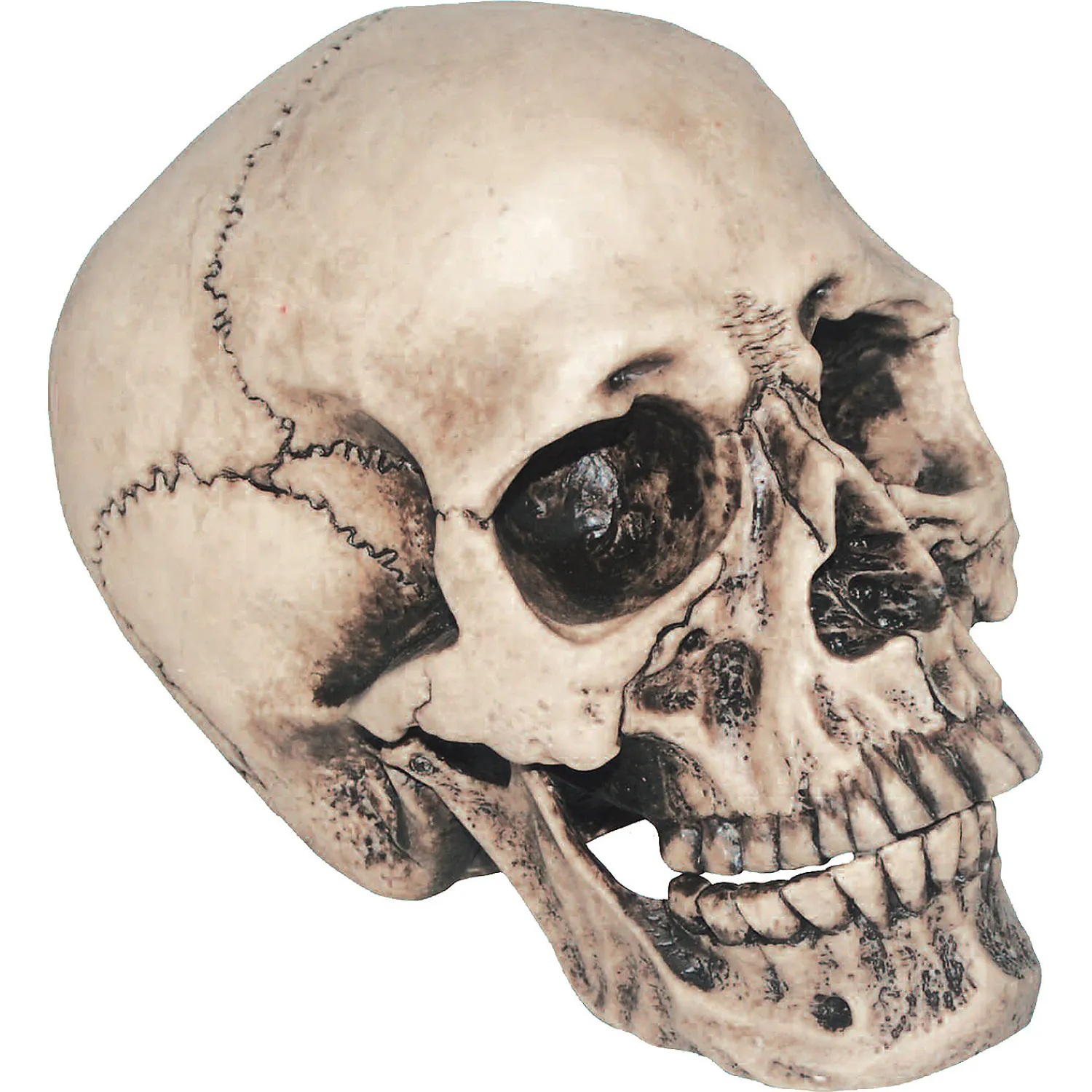 vinyl_skull_decoration_1.webp Vinyl Skull Decoration<Oriental Trading Discount