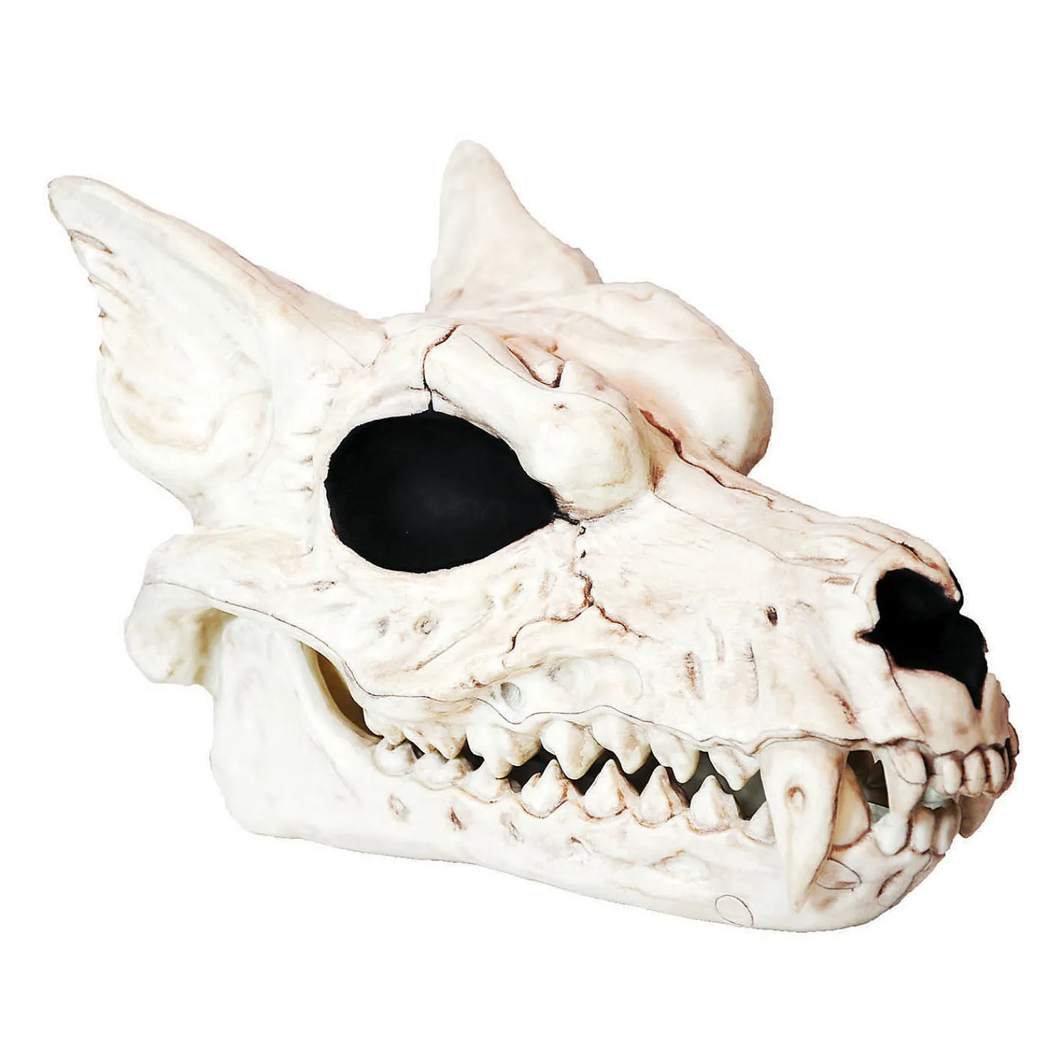 werewolf_skull_halloween__0.webp Werewolf Skull Halloween Decoration<Oriental Trading Cheap